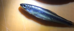 Notropis petersoni