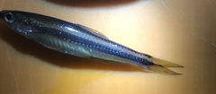 Notropis petersoni