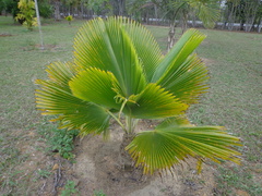 Pritchardia pacifica