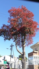 Brachychiton acerifolius × discolor