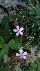 Petrocoptis glaucifolia