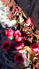 Brachychiton acerifolius × discolor