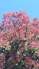 Brachychiton acerifolius × discolor
