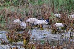 Threskiornis melanocephalus