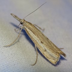 Agriphila attenuatus