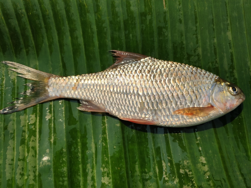 Scaphiodonichthys acanthopterus