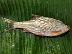 Scaphiodonichthys acanthopterus