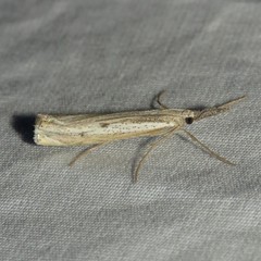 Agriphila attenuatus