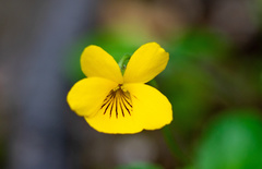Viola maculata