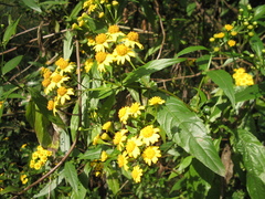 Tetrachyron manicatum