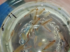 Chirocephalus diaphanus