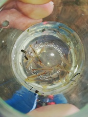 Chirocephalus diaphanus