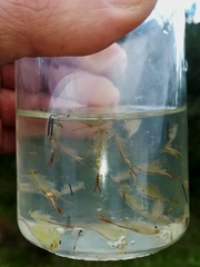 Chirocephalus diaphanus