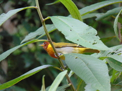 Hemithraupis ruficapilla