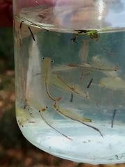 Chirocephalus diaphanus