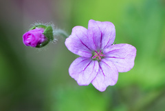 Geranium magellanicum
