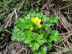 Ranunculus enysii