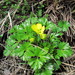 Ranunculus - Photo (c) Peter Sweetapple, algunos derechos reservados (CC BY-NC), subido por Peter Sweetapple