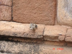 Funambulus pennantii