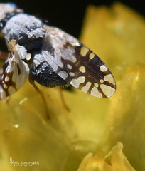 Actinoptera filaginis