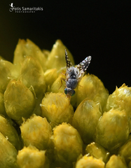 Actinoptera filaginis