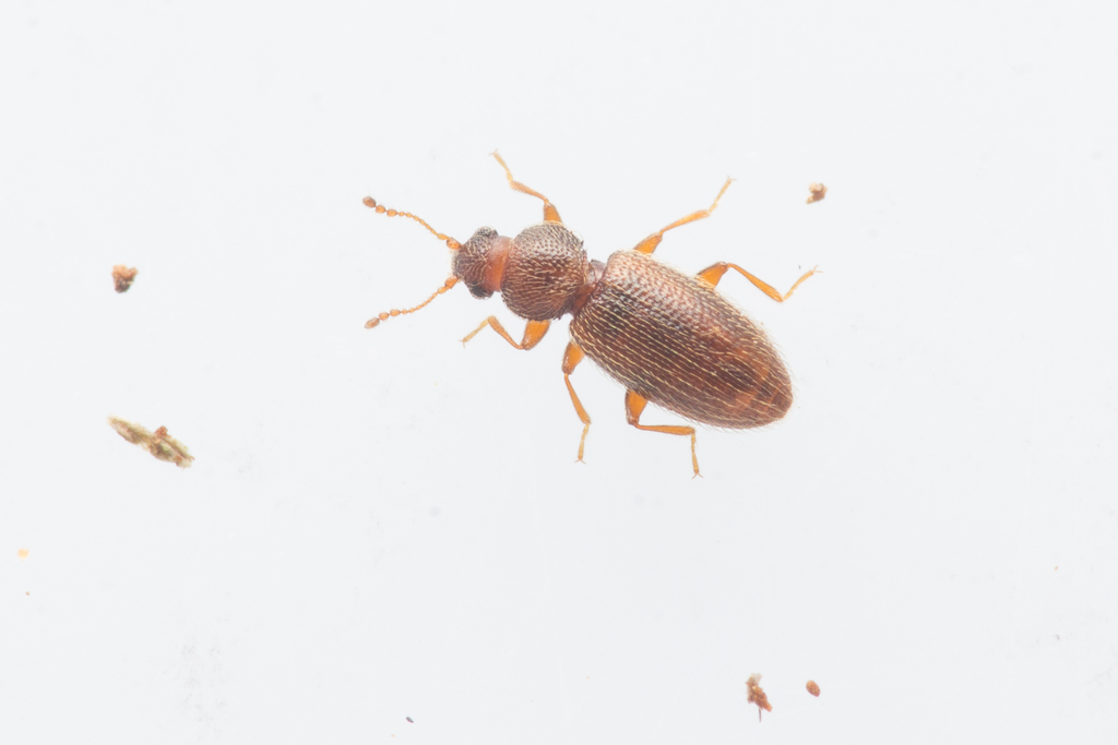 Corticaria umbilicata