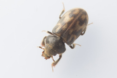 Heterocerus flexuosus