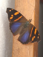 Epiphile orea