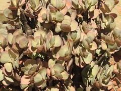 Crassula arborescens