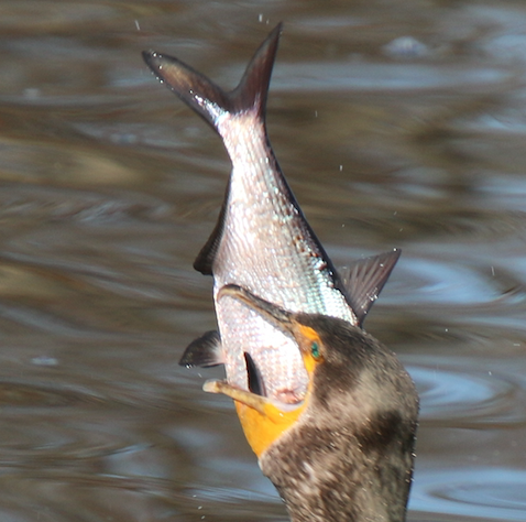 American Gizzard Shad, West Windsor Township, NJ, USA, photo 4 of 10