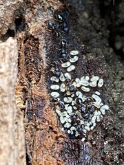 Myrmecina americana
