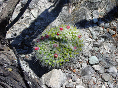 Mammillaria karwinskiana nejapensis