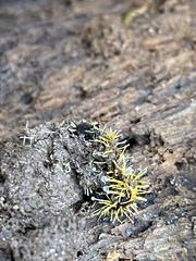 Sphaerostilbella aurifila