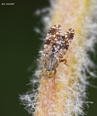 Tephritis matricariae