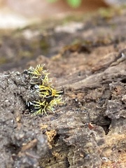 Sphaerostilbella aurifila