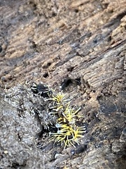 Sphaerostilbella aurifila