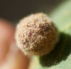 Cynips multipunctata