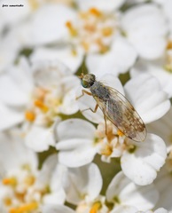 Acanthiophilus helianthi