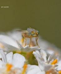 Acanthiophilus helianthi