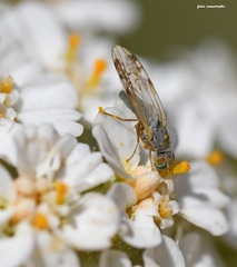 Acanthiophilus helianthi