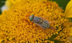 Terellia fuscicornis