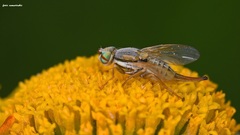 Terellia fuscicornis