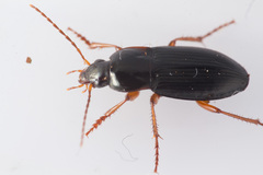 Calathus erratus