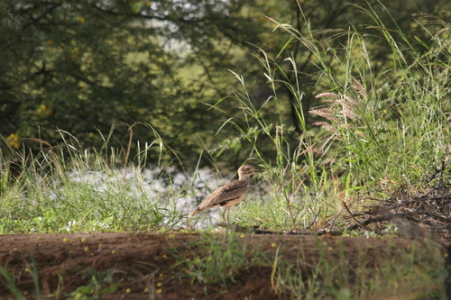 Senegal Thick-knee