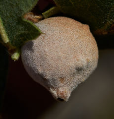 Disholcaspis simulata