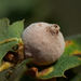 Dried Peach Gall Wasp - Photo (c) Tony Iwane, some rights reserved (CC BY-NC), uploaded by Tony Iwane