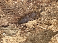 Lacon impressicollis