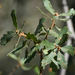 Quercus berberidifolia × john-tuckeri - Photo 由 Tony Iwane 所上傳的 (c) Tony Iwane，保留部份權利CC BY-NC