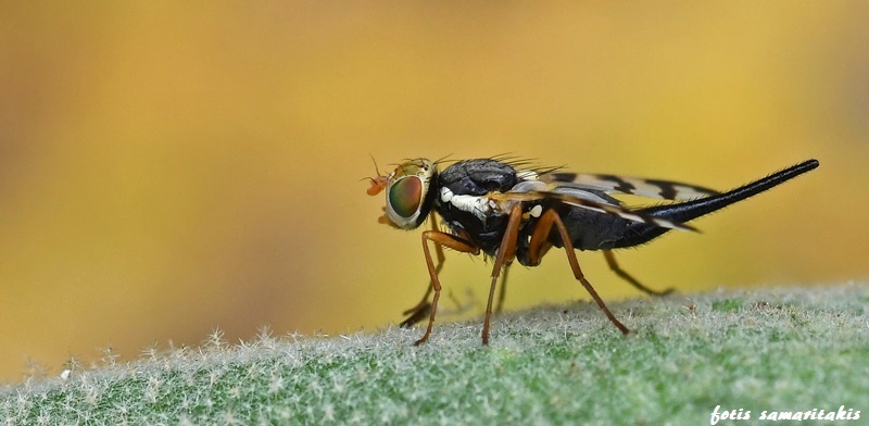 Urophora jaceana