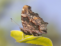 Kaniska canace canace